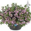 Bild von HP27 o.kl. Scaevola Pink